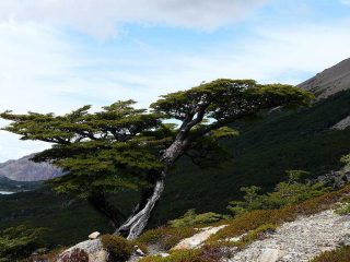 LENGA faggio austral