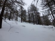 Bosco