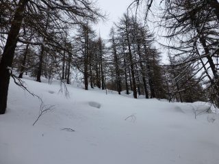 Bosco