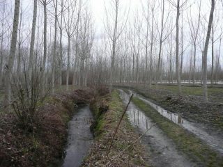 Tra rivoli e pioppi