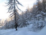 nel bosco