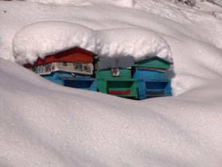 Chalet per api