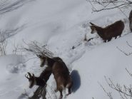 Camosci, femmine con piccolo al primo anno (1)