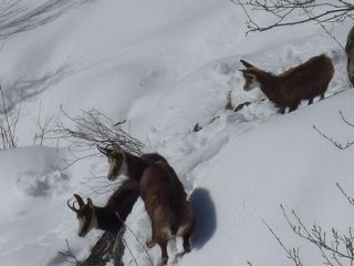Camosci, femmine con piccolo al primo anno (1)