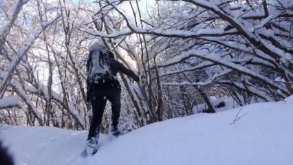 nel bosco oltre l'Apiatour