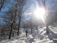 nel bosco