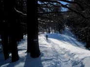 Salendo nel bosco