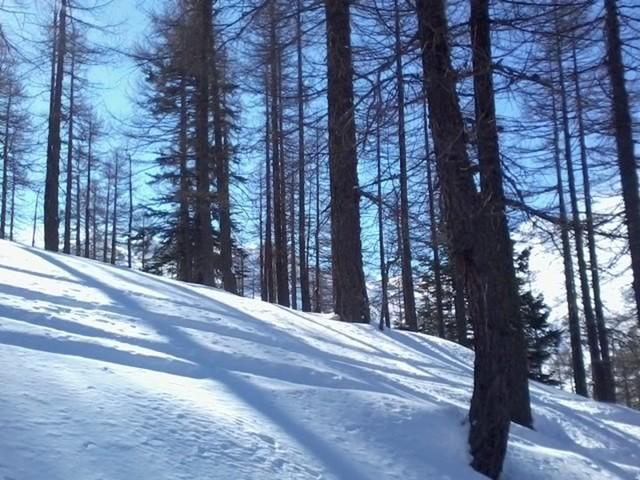nel bosco sopra Miandette e Lausarot