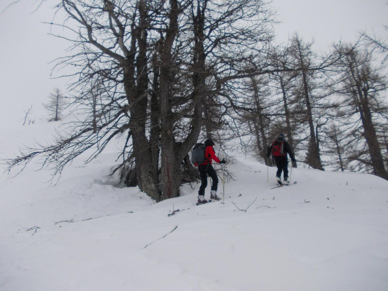 il tratto ripido nel lariceto