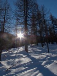 Il bosco magico