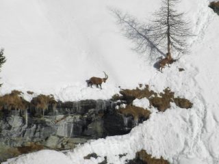 stambecchi