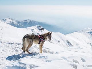 La piccola Gwynnetth (la mia fedele compagna di avventure) anche lei a scrutare il panorama dalla cima della Vaccarezza