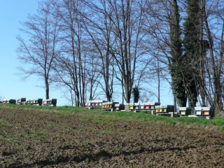 Alveari in attività sui primi fiori