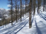 il bosco incantato