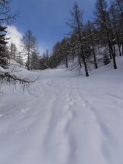 08 - Sciata magnifica anche nel bosco