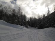 uscita dalla pineta