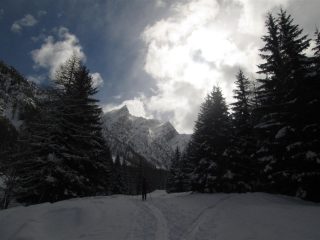 si entra nella pineta