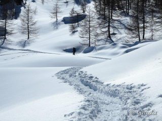 Usciti dal bosco, su bella traccia