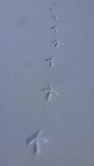 tracce di Gallo Forcello