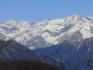 Rosa dei Banchi lato Campiglia