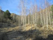 primo tratto di bosco