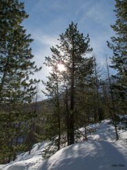 Nel magico bosco