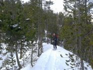 Finalmente il bosco spiana