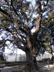 il Leccio monumentale