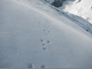 lapin variabile