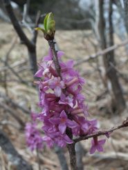Il profumatissimo Fior di stecco (Daphne mezereum)