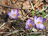 omaggio floreale