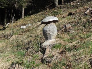 funghi fuori stagione ?