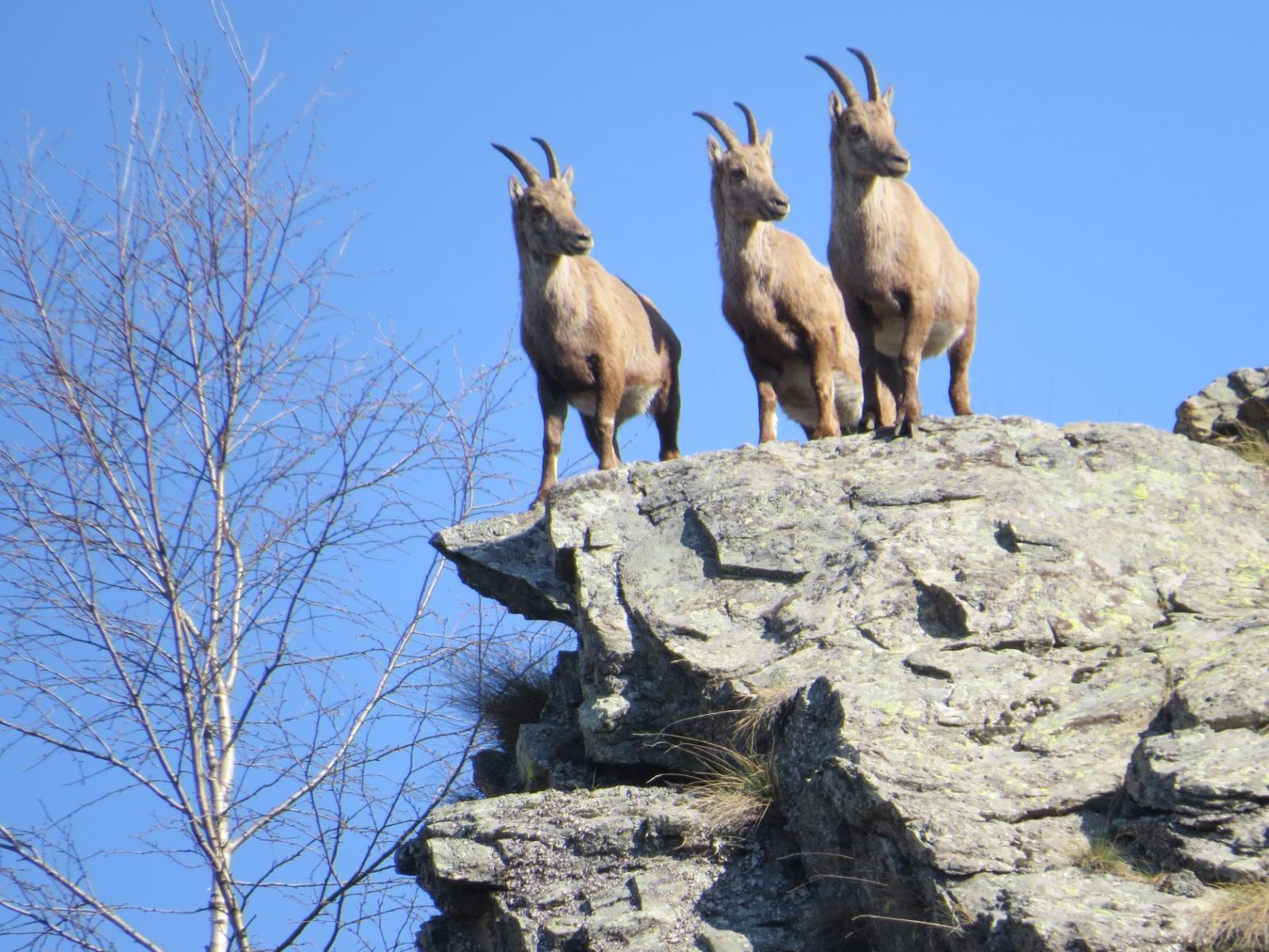 Tre femmine di stambecco in posa a quote alquanto insolite