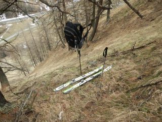 la donna invisibile, sciripido erbaceo.