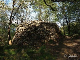 La casella nel bosco