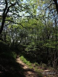 Nel bosco