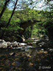 Lungo il fiume Neva  5