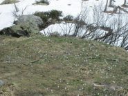 primavera