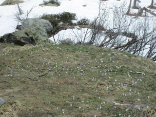 primavera