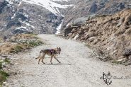 Gwynnetth nel tratto di strada sotto al Rifugio Alpe Soglia