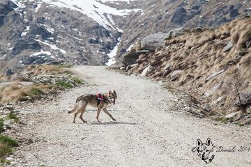 Gwynnetth nel tratto di strada sotto al Rifugio Alpe Soglia
