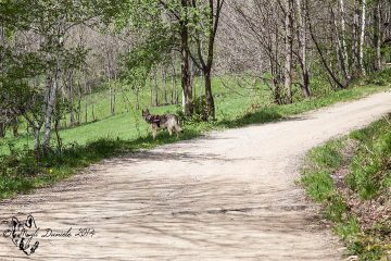 La piccola Gwynnetth lungo la strada sopra a Case Rui