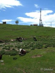 Mucche al pascolo verso il Pizzo Ceresa