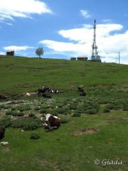 Mucche al pascolo verso il Pizzo Ceresa