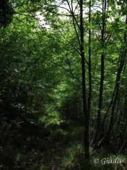 Il sentiero nel bosco