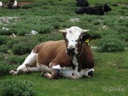 Mucca al pascolo