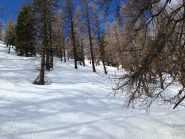 Bosco in veste (quasi) invernale