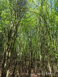 Nel bosco per salire al monte Alpe Est
