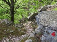 Nella faggeta, in risalita verso il Dubasso