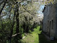 Il viale dei ciliegi che precede l'arrivo al Rifugio Pian dell'Arma